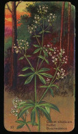 Côte D'Or - Botanica - 1954 - 57 - Galium Silvaticum, Gaillet, Boswalstro - Côte D'Or