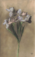 FLEURS  & PLANTES - ARBRES - Iris - Colorisé - Carte Postale  Ancienne - Fleurs