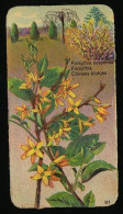 Côte D'Or - Botanica - 1954 - 97 - Forsythia, Chinees Klokje - Côte D'Or