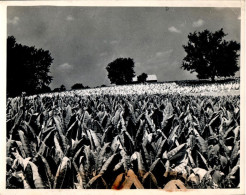 Vers 1945 Plantation De Tabac Près De Lexington , Vigoureux Plants Prêts à être Coupés - Lexington
