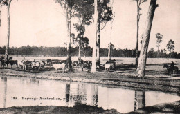 19682 Paysage Australien  Près De SYDNEY  ( Troupeau Bétail Gardiens Chevaux Vaches  )   ( 2 Scans ) - Sydney