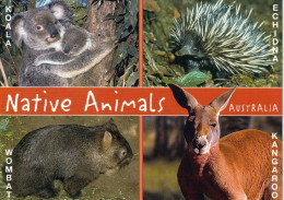 1 AK Australien / Australia * Tierwelt In Australien - Koala - Echidna - Wombat - Kangaroo * Native Animals * - Autres & Non Classés