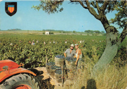 FRANCE - Via Sur Mer - Les Vendanges - Colorisé - Carte Postale - Beziers