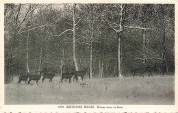 BELGIQUE - Ardennes Belges - Biches Dans La Forêt - Carte Postale Ancienne - Other & Unclassified