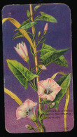 Côte D'Or - Botanica - 1954 - 117 - Convolvulus, Liseron, Akkerwinde - Côte D'Or