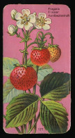 Côte D'Or - Botanica - 1954 - 127 - Fragaria, Fraisier, Aardbei, Strawberry - Côte D'Or