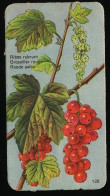 Côte D'Or - Botanica - 1954 - 128 - Ribesrubrum, Grosellier, Aalbes - Côte D'Or