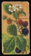 Côte D'Or - Botanica - 1954 - 131 - Rubus Fruticosus, Ronce, Braambes - Côte D'Or