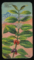 Côte D'Or - Botanica - 1954 - 133 - Coffea Arabica, Caféier, Koffieboom - Côte D'Or