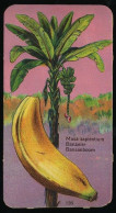 Côte D'Or - Botanica - 1954 - 135 - Musa, Bananier, Banaan, Banana - Côte D'Or