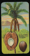 Côte D'Or - Botanica - 1954 - 137 - Cocos, Cocotier, Kokospalm - Côte D'Or