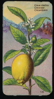 Côte D'Or - Botanica - 1954 - 139 - Citrus Medica, Citronnier, Citroen - Côte D'Or
