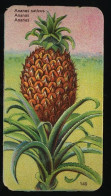 Côte D'Or - Botanica - 1954 - 140 - Ananas - Côte D'Or