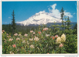 Mount Hood, Wy'east Old Postcard Travelled 1980? Bb151102 - Otros & Sin Clasificación
