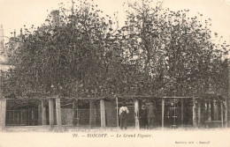 FRANCE - Roscoff -  Le Grand Figuier - Carte Postale Ancienne - Roscoff
