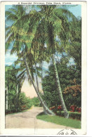 Etats Unis  -   Palm Beach   A Beautiful  Driveway - Palm Beach