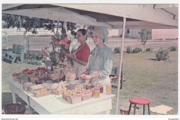 Selling Vegetables And Fruits By The Road, Pennsylvania Dutch Country Postcard Unused B170602 - Amérique