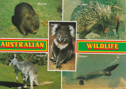Australian  Wildlife - Autres & Non Classés