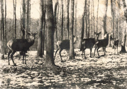 BELGIQUE - Nassogne En Ardenne - Cerf Et Biches Dans La Forêt - Carte Postale Ancienne - Nassogne