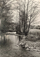 BELGIQUE - Nassogne En Ardenne - Sur Les Bords De La Masblette - Carte Postale Ancienne - Nassogne