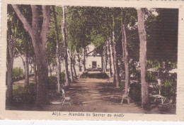 POSTCARD PORTUGAL - ALIJÓ - ALAMÊDA DO SENHOR DO ANDOR - Vila Real