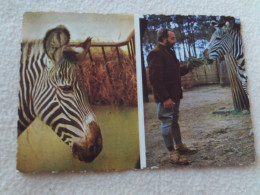 BELLE CARTE..ZEBRE DE GREVY "CAROLINE" ..PARC ZOOLOGIQUE DU TERTRE ROUGE.. - Zebras