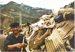 Carte Postale : Transhumance En ARAGON, Timbre En 1974 - Other & Unclassified