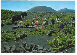 VENDIMIANDO / VENDANGE / GATHERING.-  LANZAROTE.- ISLAS CANARIAS.- ( ESPAÑA ). - Lanzarote