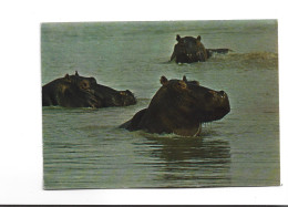 CPM  HIPPOPOTAMES - Hippopotamuses