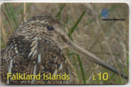 Falkland Islands - Common (Magellan) Snipe - Islas Malvinas