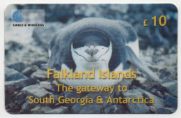 Falkland Islands - Chinstrap Penguin, Antarctica - Isole Falkland