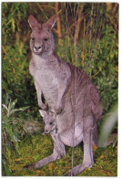 Kangaroo And Joey - Autres & Non Classés