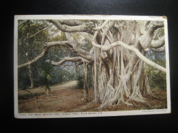 PALM BEACH Florida The Great Banyan Tree Jungle Trail Cancel 1916? To Sweden Slight Folded Postcard USA - Palm Beach