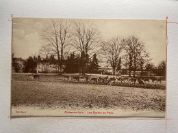 CHATEAUVILLAIN, Les Daims Au Parc - Chateauvillain