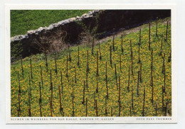 AK 172648 SWITZERLAND - Blumen Im Weinberg Von Bad Ragaz - Kanton St. Gallen - Bad Ragaz