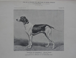 Radium De Mirebeau Braque Dupuy Dog (Photo) - Voorwerpen