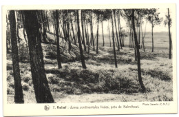 Dunes Continentales Fixées Près De Kalmthout - Kalmthout