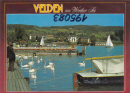 D6397) VELDEN Am Wörthersee - Schwäne Steg U. Segelboote - Velden