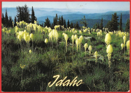 United States ( Idaho ) Beargrass In Selkirk Mountains - Written Poscard - Good Condition - Other & Unclassified