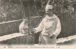 ALGERIE - Blida - Gorges De La Chiffa - Une Pensionnaire Du Ruisseau Des Singes - Carte Postale Ancienne - Blida