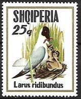 Albania - MNH ** 1973 :    Black-headed Gull -   Chroicocephalus Ridibundus - Mouettes