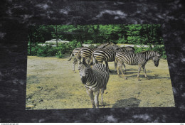 A4866   ZEBRA'S IN BURGERS SAFARIPARK, ARNHEM - Zebre