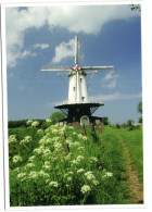 Veere - Molen De Koe - Korenmolen  Bouwjaar 1909 - Veere