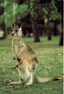 CPSM Kangaroo-Beau Timbre      L2397 - Autres & Non Classés