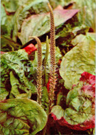 Plantago Major - Broadleaf Plantain - Medicinal Plants - 1977 - Russia USSR - Unused - Heilpflanzen