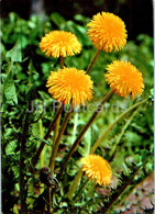 Taraxacum Officinale - Dandelion - Medicinal Plants - 1977 - Russia USSR - Unused - Medicinal Plants