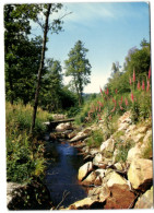 Parc Naturel Reginal Du Morvan - Les Bords Du Vignan - Bourgogne