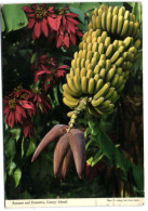 Canary Islands - Bananas And Poinsettia - Other & Unclassified