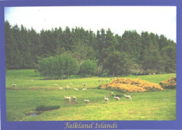 Falkland Islands:Portion Of Hill Cove Forest - Falkland