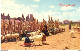 POSTAL   NAVAJOLAND  EN EE.UU. -NAVAJO SHEEP HERD - America